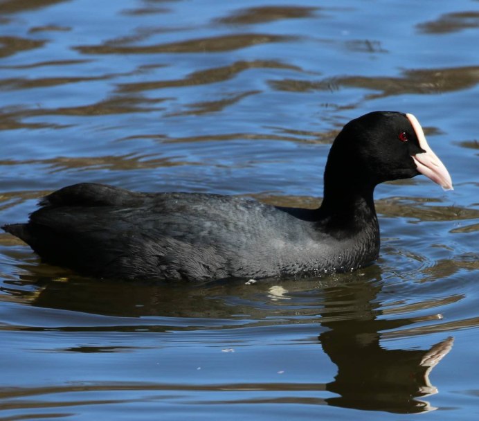 Лысуха (Fulica atra)