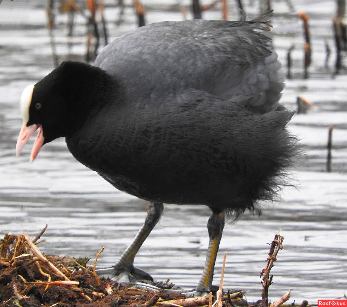 Андская лысуха