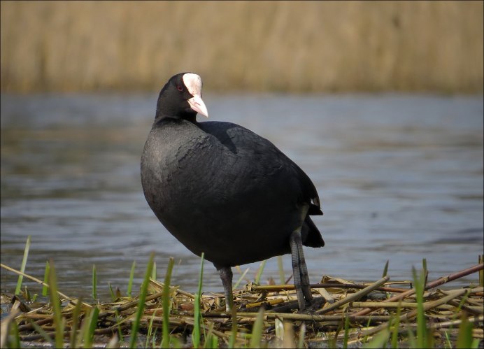 Птица крик название птицы