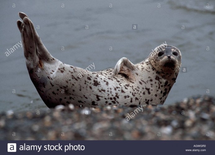 Пятнистые морские животные