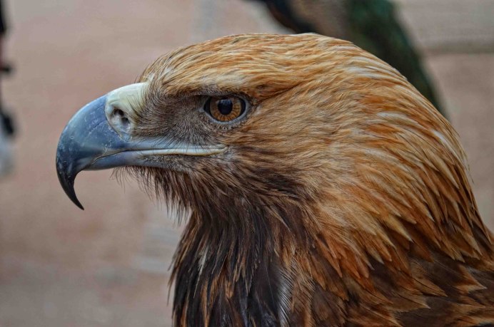 Беркут могильник подорлик