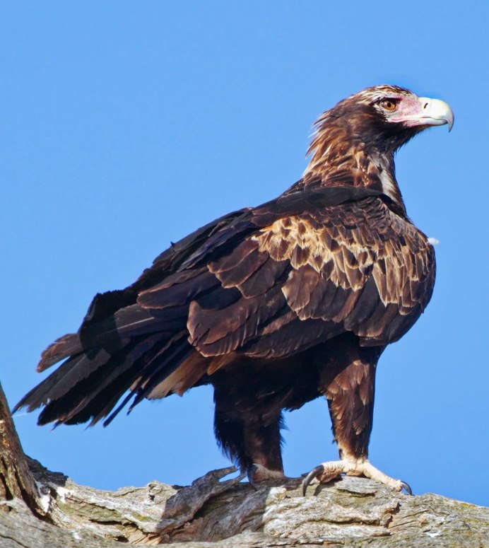 Степной Беркут