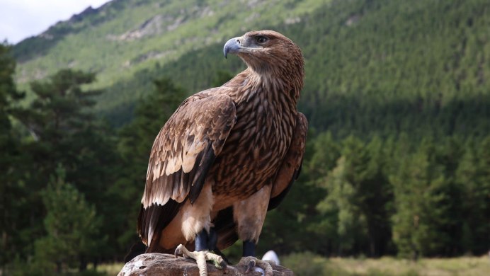 Беркут Орел Алтая