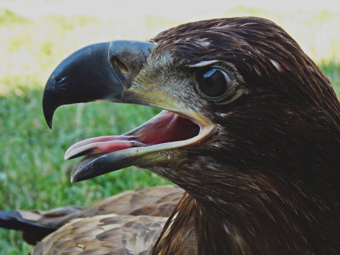 Птица Орел Беркут