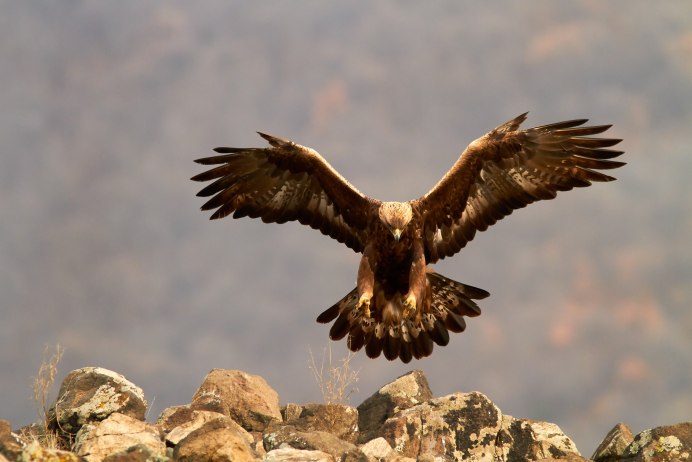 Орел Беркут Дагестана в хребтах Кавказа