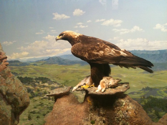 Кавказ Орел Пятигорск