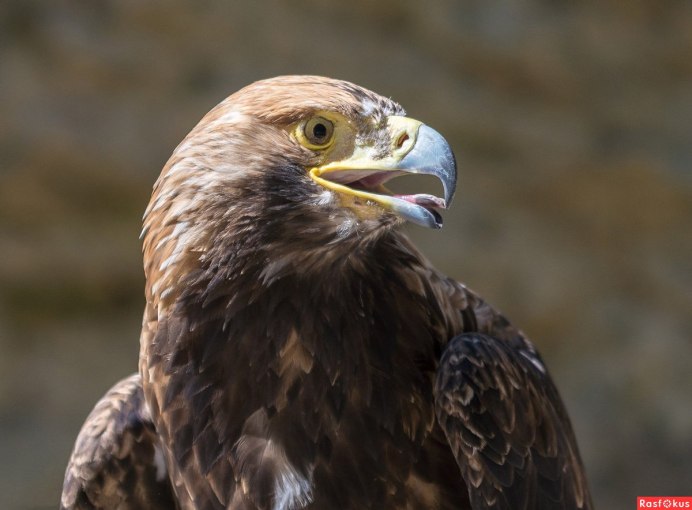 Клинохвостый Орлан