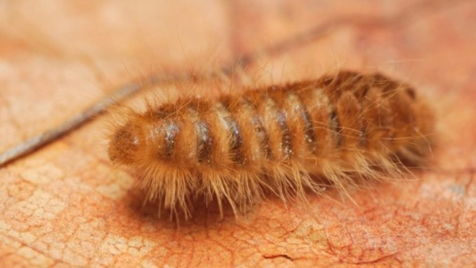 Личинка жука кожееда