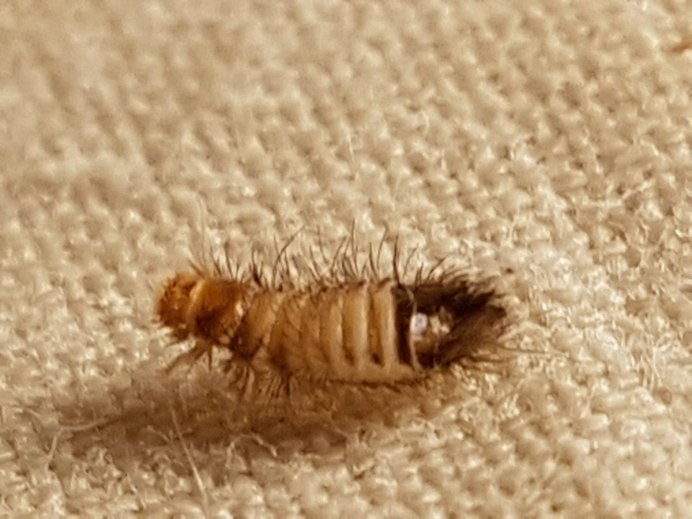 Мохнатая мокрица