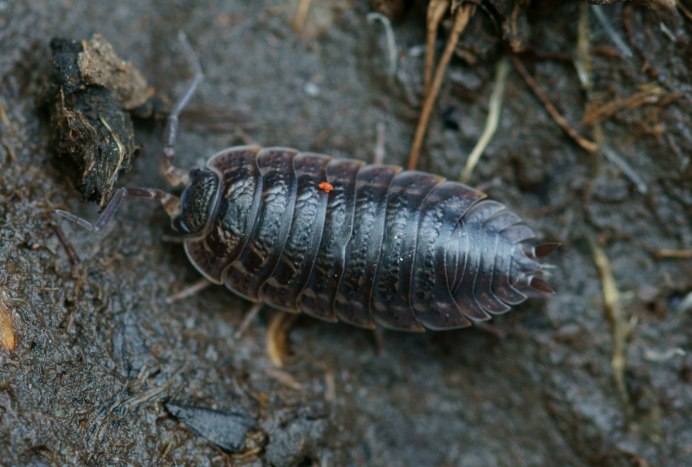 Куколка жука кожееда