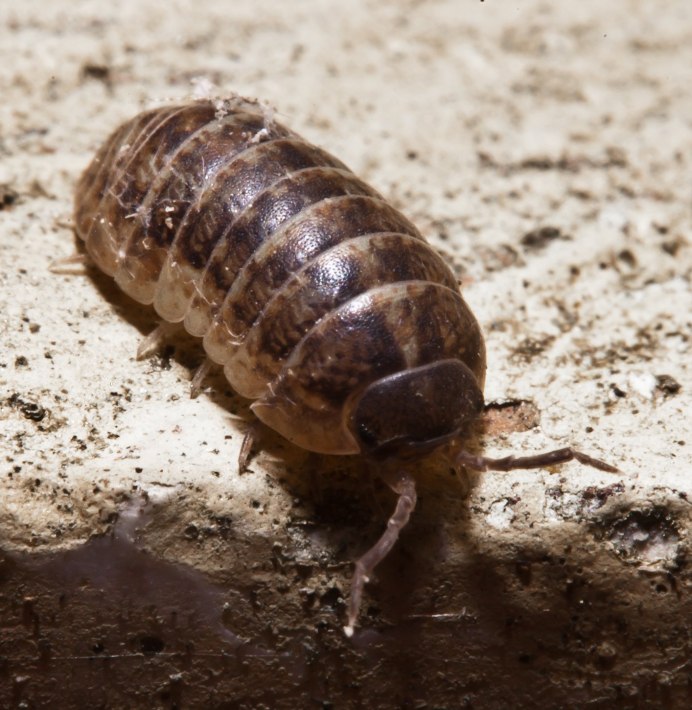 Жук Хлебная блошка