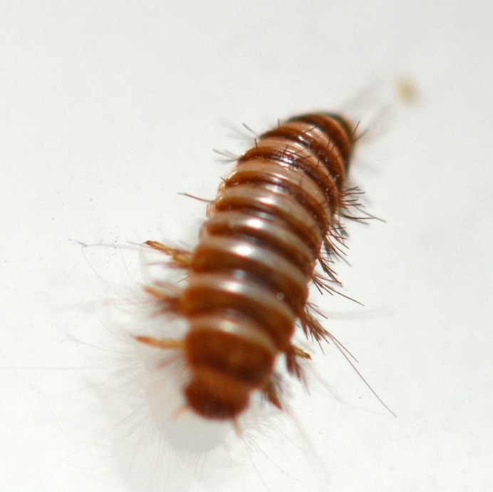 Кожеед Смирнова личинка