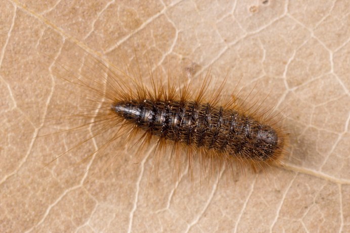 Ковровый клещ