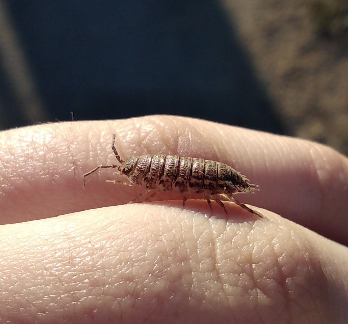 Ковровый Жук кожеед