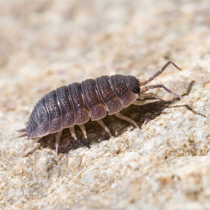 Личинки жука кожееда Смирнова