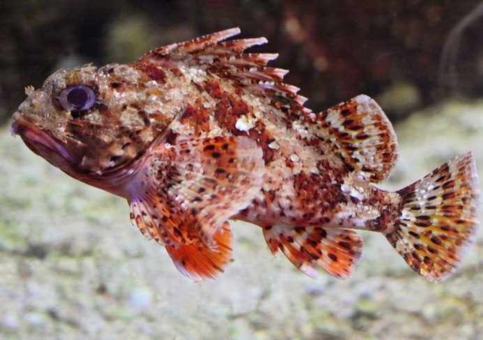 Скорпена рыба красное море
