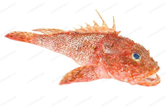 Scorpaena barbata рисунки