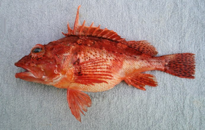 Rockfish рыба