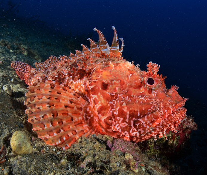 Red scorpionfish