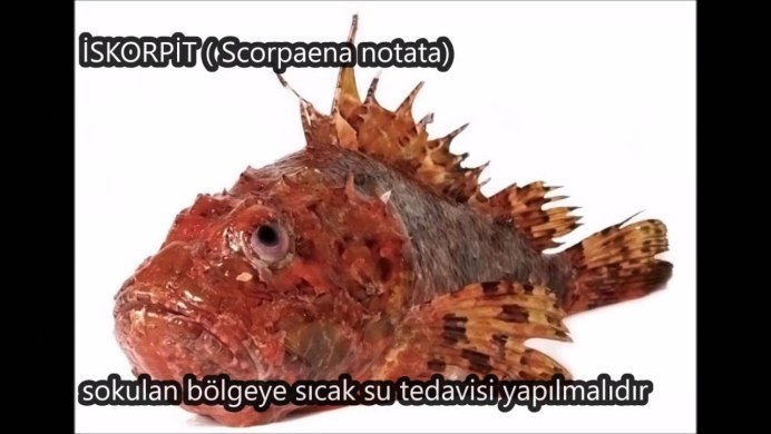Рыба Скорпион