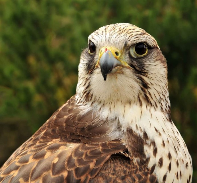 Кречет - Falco rusticolus Linnaeus