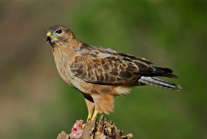 Тетеревятник (Accipiter gentilis)