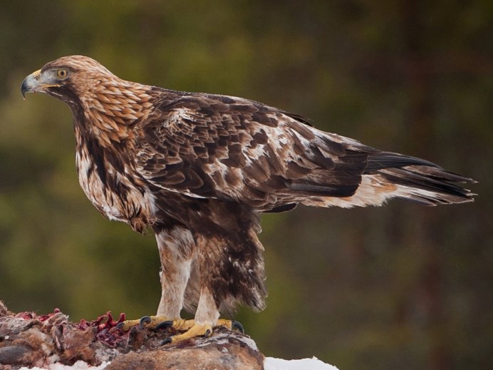 Балобан Falco cherrug