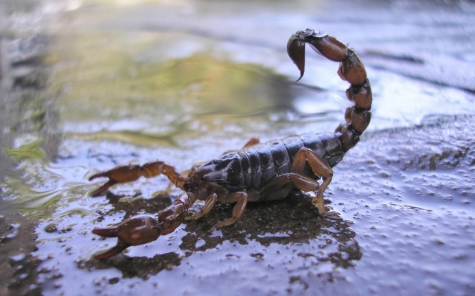 Водный скорпион