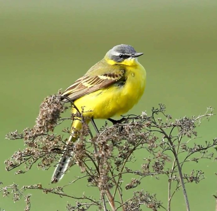 Птица с желтой грудкой