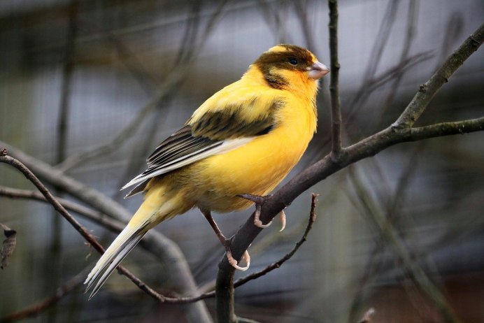 Желтый Робин птица