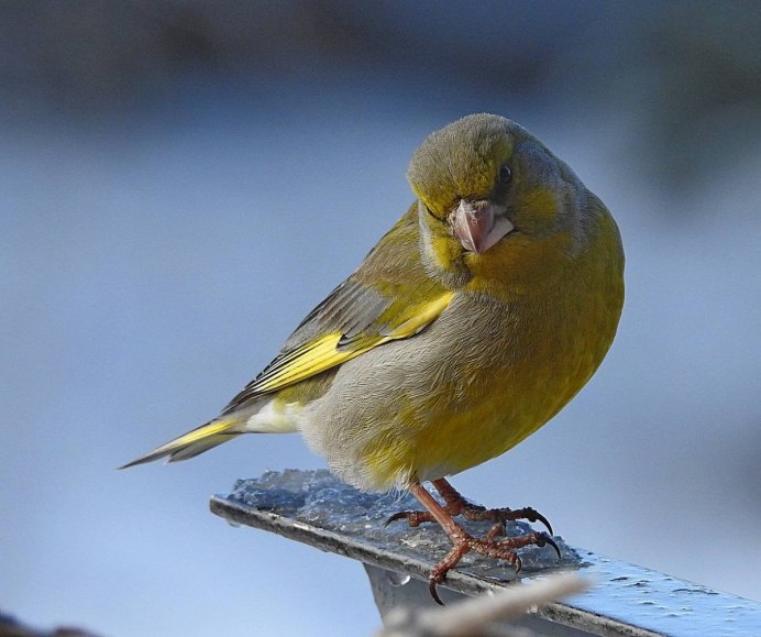 Желтые птицы зимой