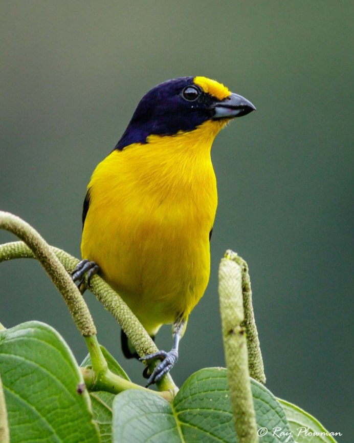 Голубая птица с желтой грудкой