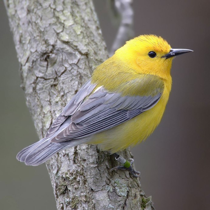 Yellow Oriole (Icterus nigrogularis)