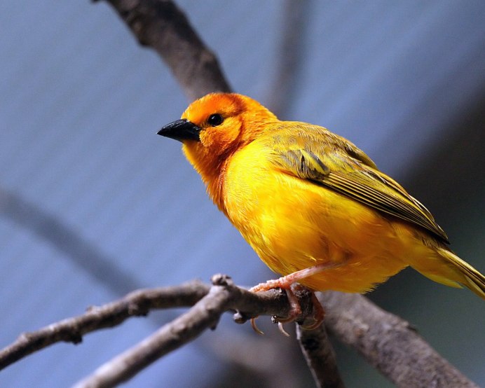 Большая желтая птица