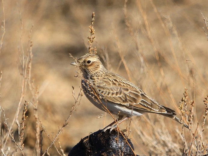 Birds of Kazakhstan names and descriptions