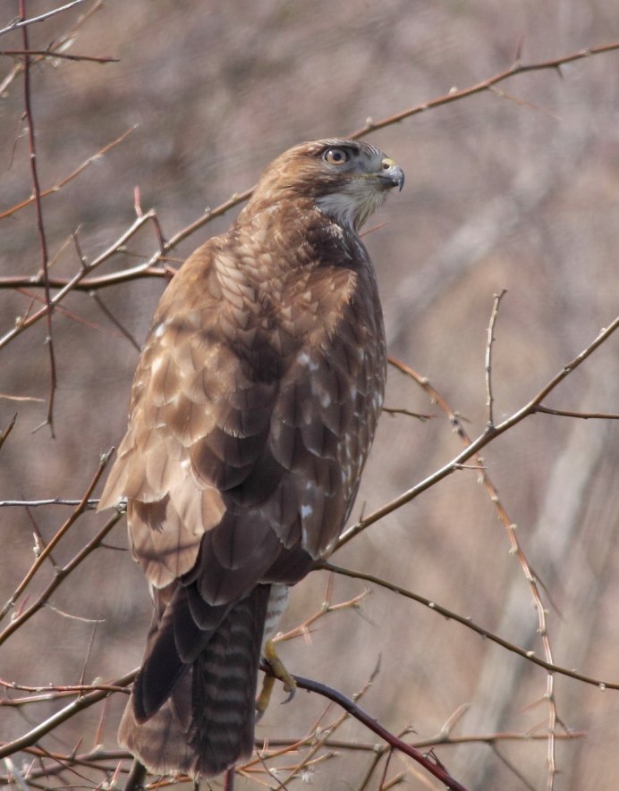 Обыкновенный канюк Buteo Buteo