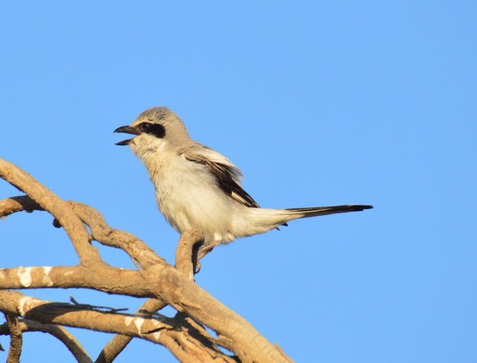 Lanius pallidirostris