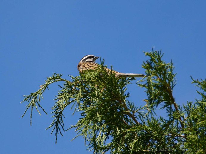 Chlamydotis macqueenii