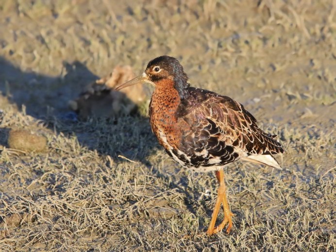 Bucanetes mongolicus