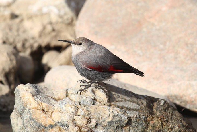 Серая мухоловка (Muscicapa striata)