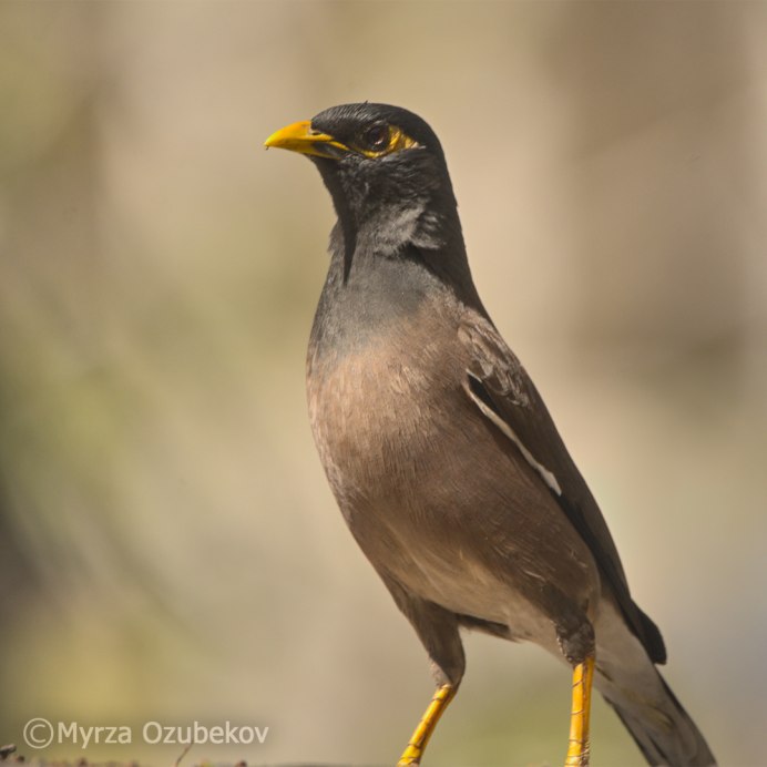 White-Winged Snowfinch