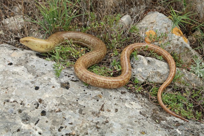 Королевская Кобра клыки