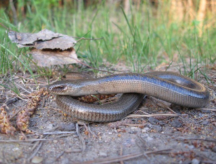 Глухарь ( желтопузик)