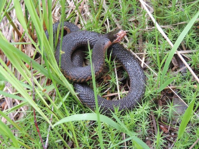 Фотографии змеи глухаря