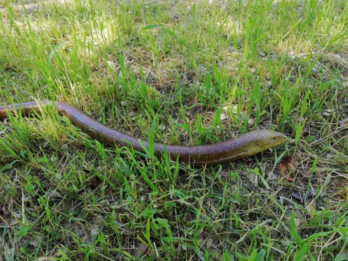 Уж желтопузик