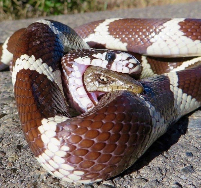 Безногая ящерица веретеница