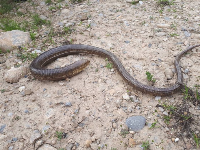 Глухарь ( желтопузик)