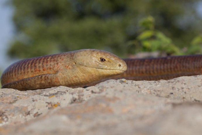 Безногая ящерица желтопузик