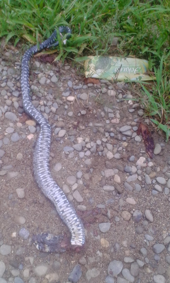 Змеевидный желтопузик