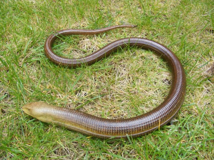 Желтопузик ящерица